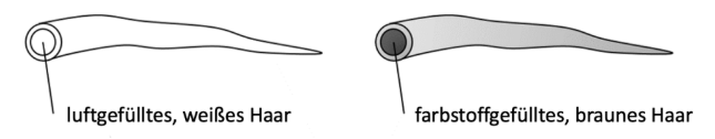 Vergleich eines luftgefüllten weißen Haares mit einem farbstoffgefüllten braunen Haar.